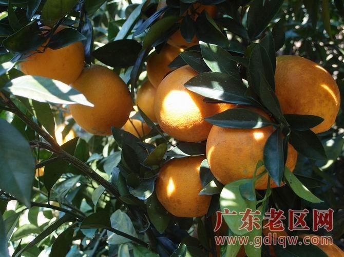 图片说明