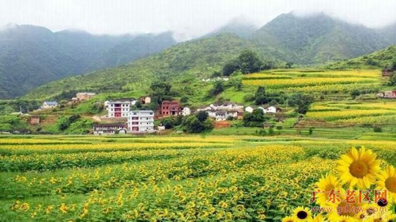 3、万福寺前的坑尾村近千亩梯田种植的向日葵次第盛开.jpg