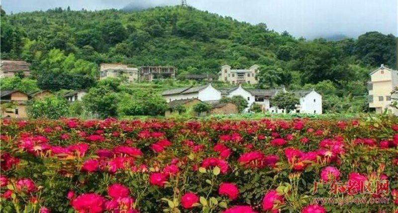 8、小留村百亩紫薇玖瑰园花竟相开放.jpg