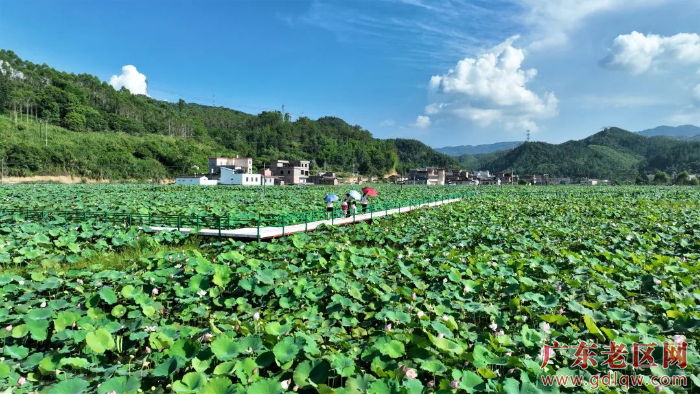 3太空莲种植基地.jpg